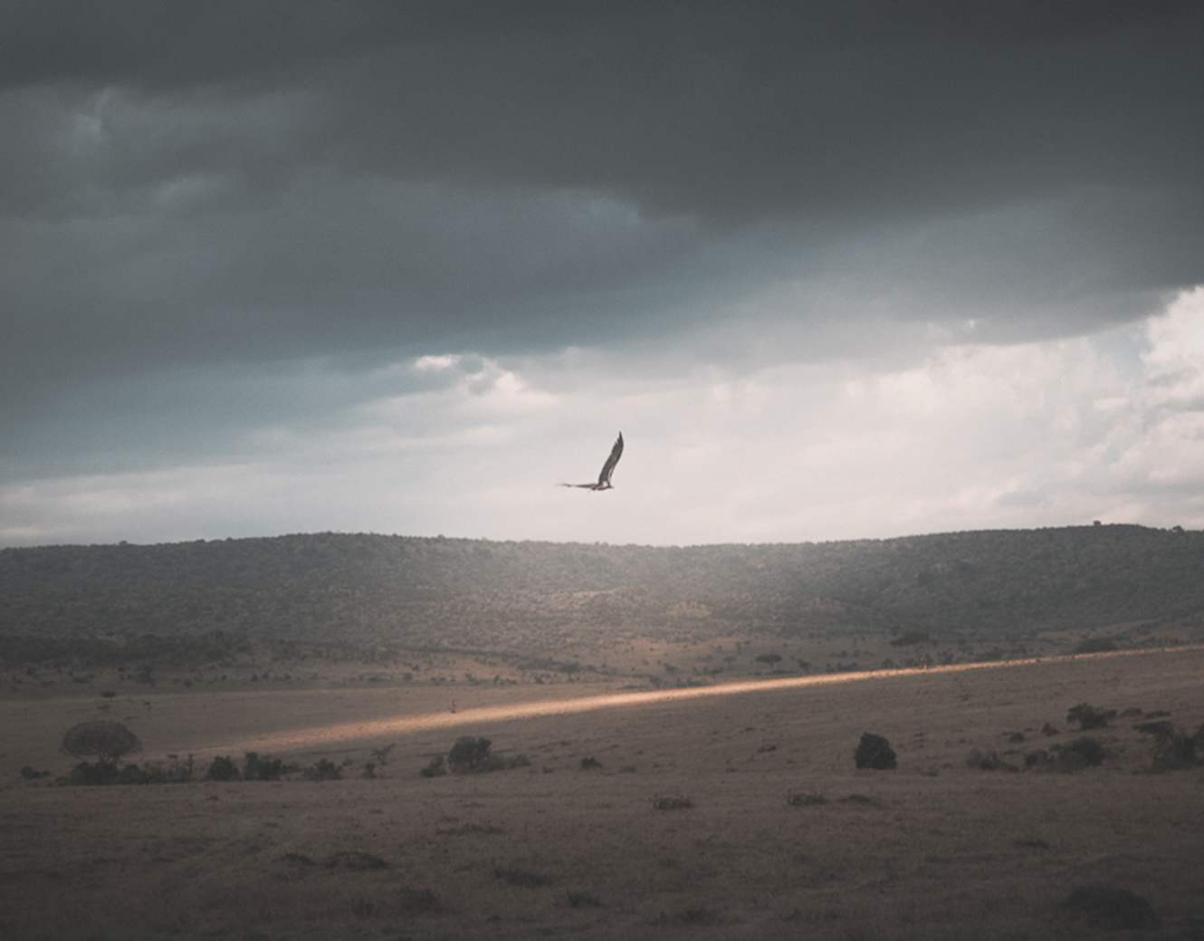 Kenyan safari photography